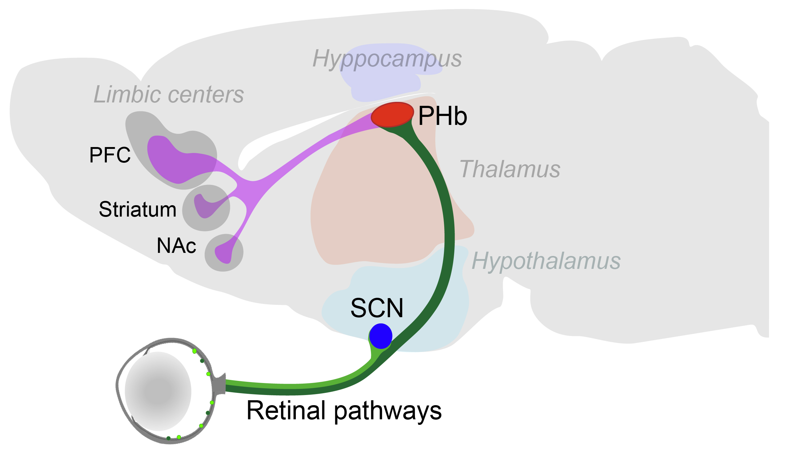 Neuronal circuits mediating the effects of light on mood and cognition